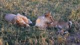 TANZANIA - Serengeti National Park - Leoni Lions - 71